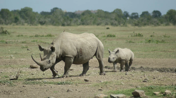 herd of rhinoceros on brown field during daytime